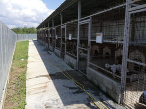 Photo de la fourrière de Piatra Neamt