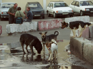 Photo de chiens errants