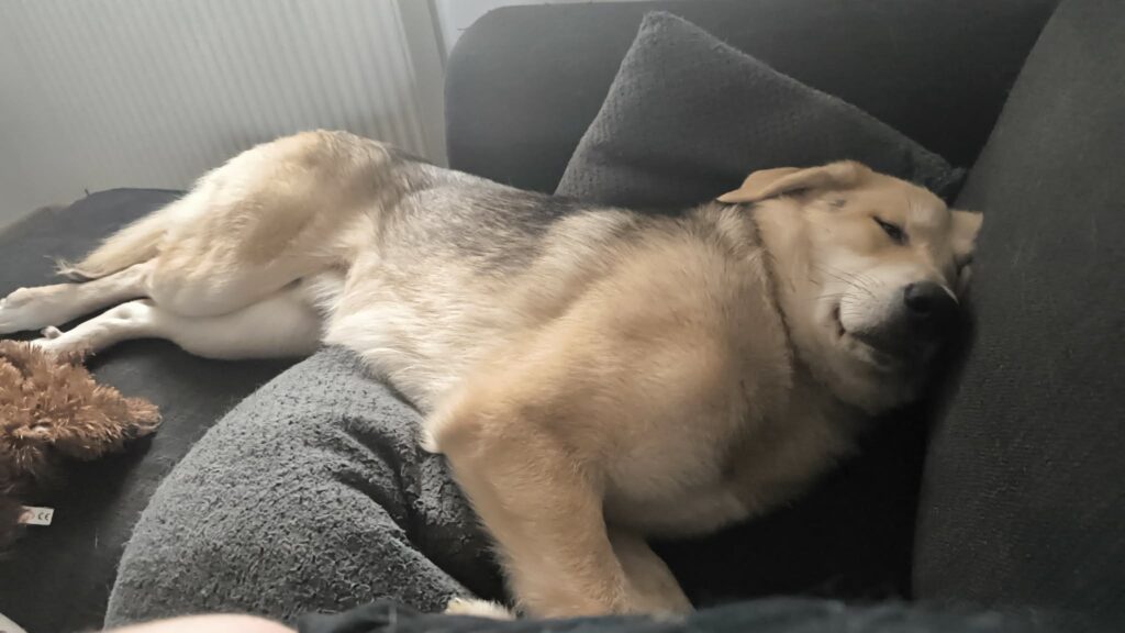 Témoignage d&rsquo;une adoptante heureuse !