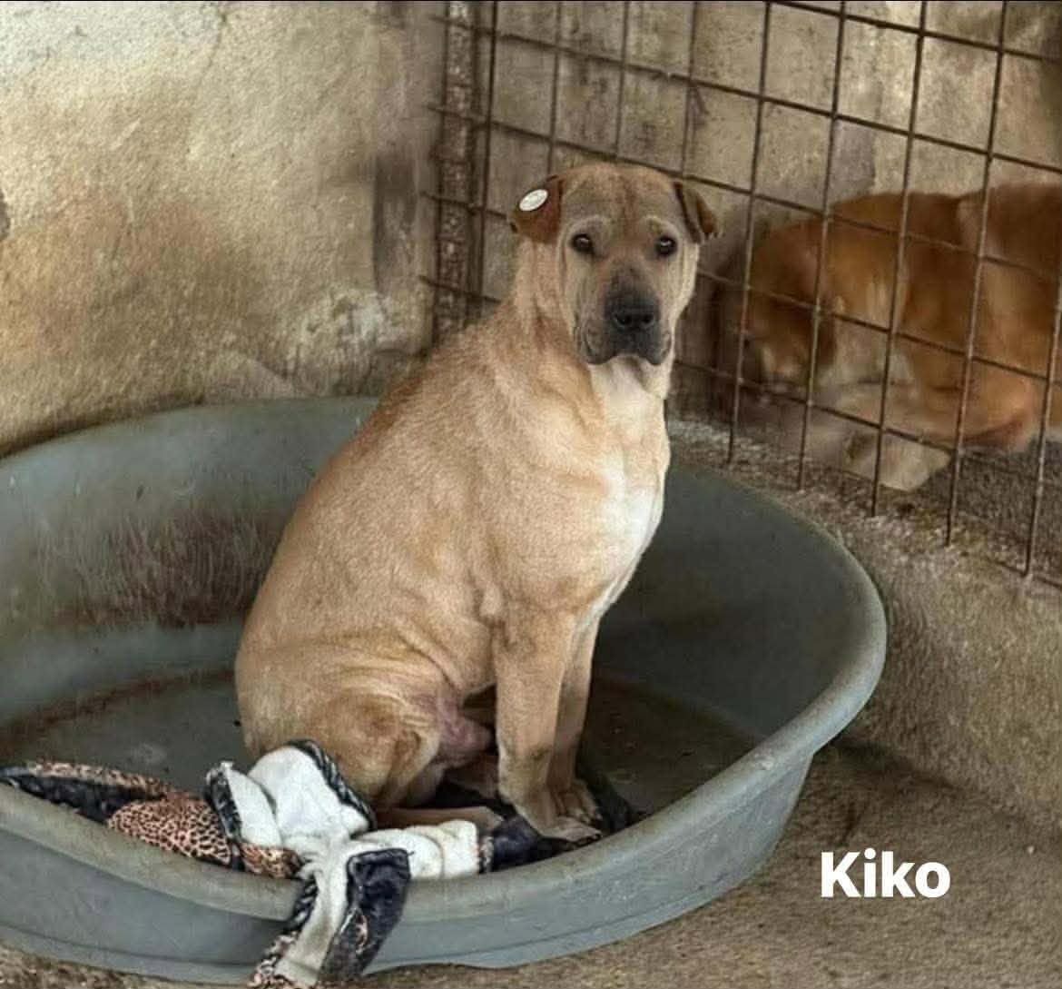 Kiko