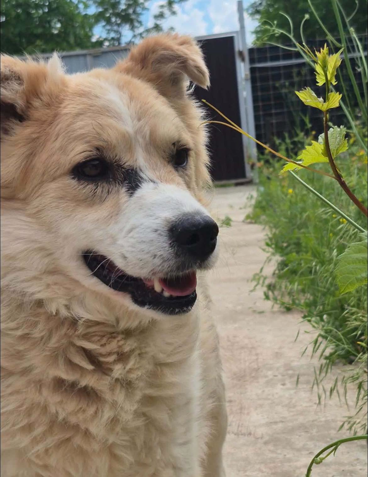Pongo