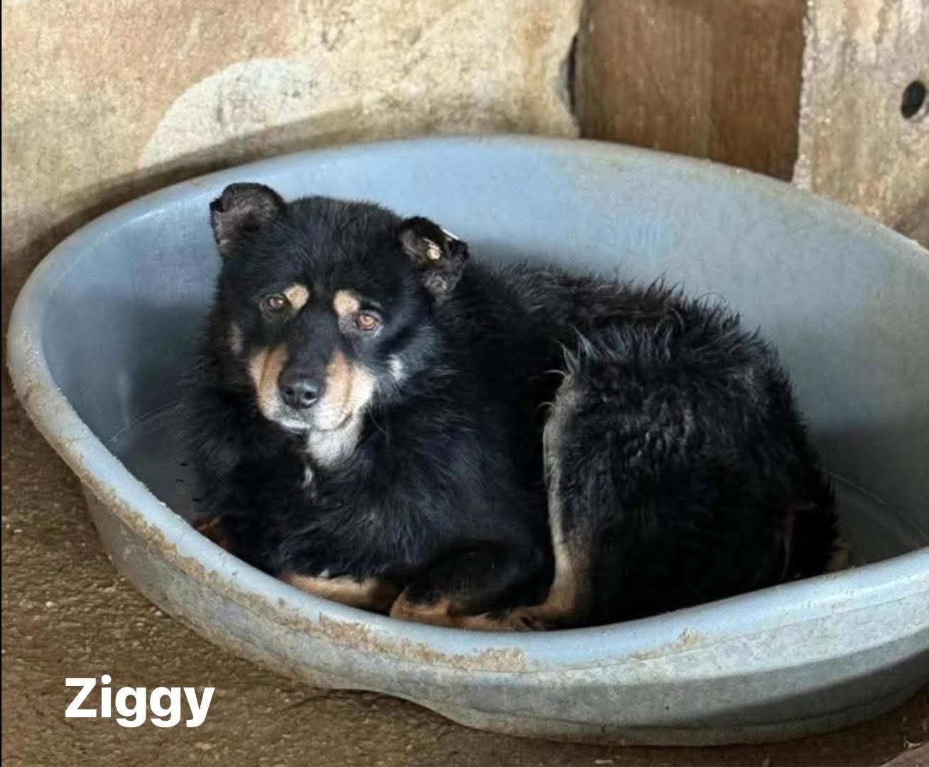 Ziggy