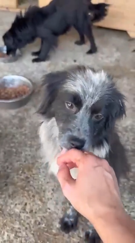 Delilah