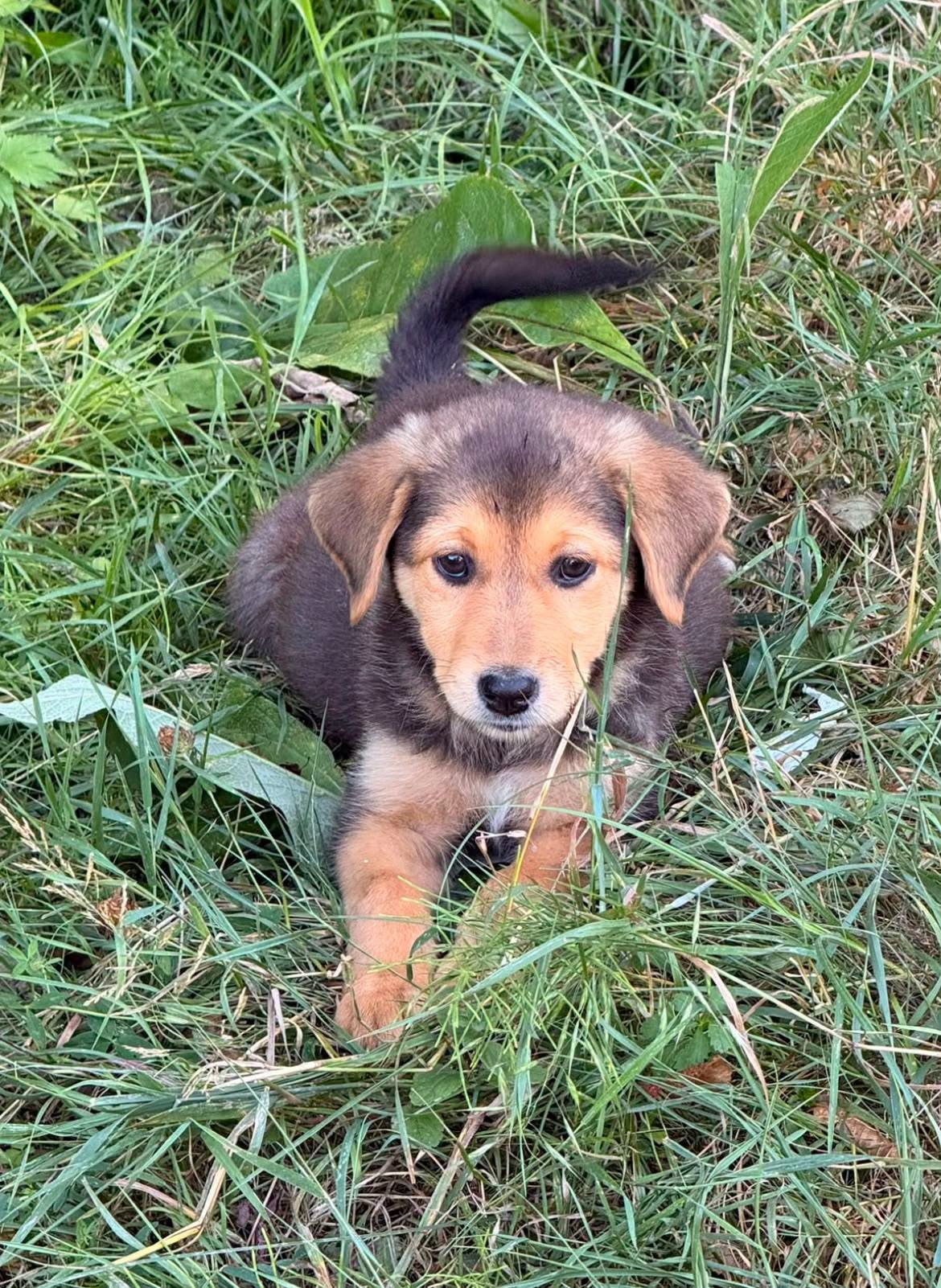 Suko